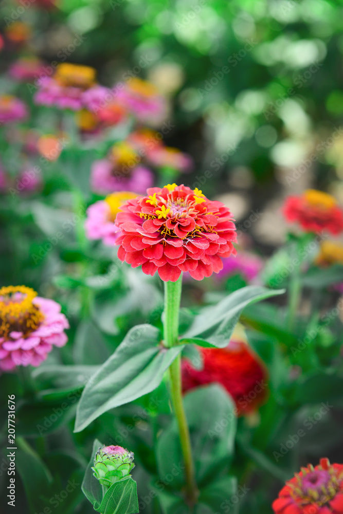 A flower of zinnia of red color on a summer day. Garden flowers. A flower of zinnia of red color on a summer day. Garden flowers.