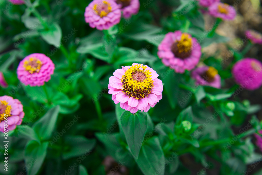 Garden flowers of zinnia pink color on a sunny day. Garden flowers. Texture of flowers. Garden flowers of zinnia pink color on a sunny day. Garden flowers. Texture of flowers.