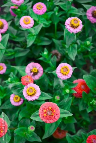 Fototapeta Naklejka Na Ścianę i Meble -  Garden flowers of zinnia pink color on a sunny day. Garden flowers. Texture of flowers.