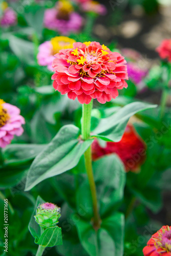 A flower of zinnia of red color on a summer day. Garden flowers.