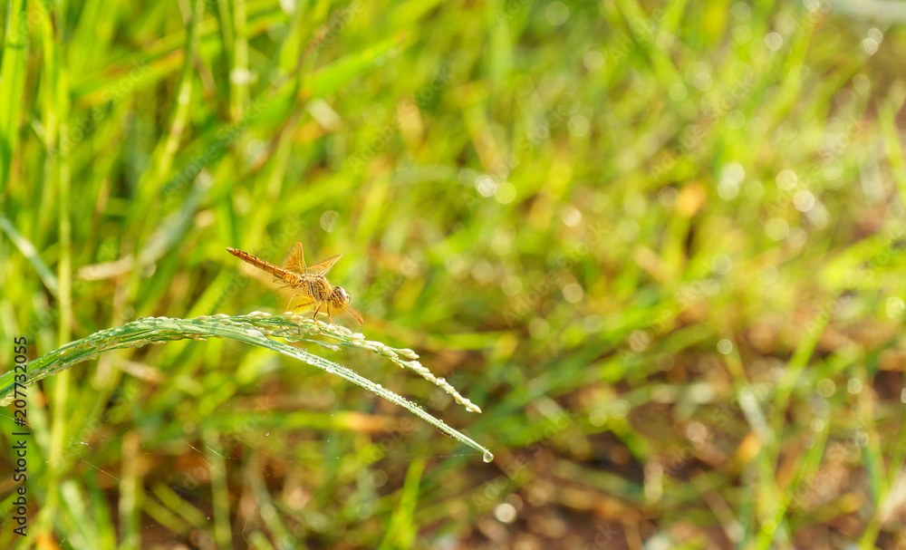 dragonfly sit on green grass leaf.vintage background