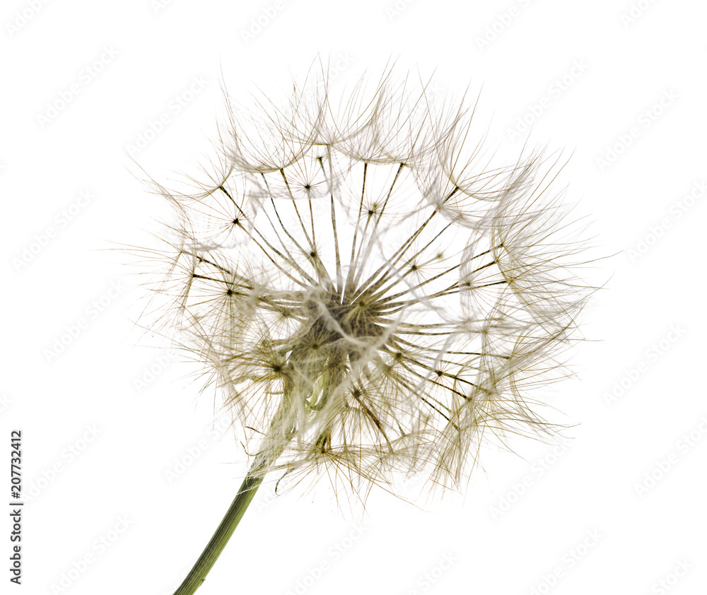 Dandelion isolated on white background