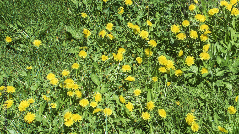 Fototapeta premium Yellow flowers on a green lawn