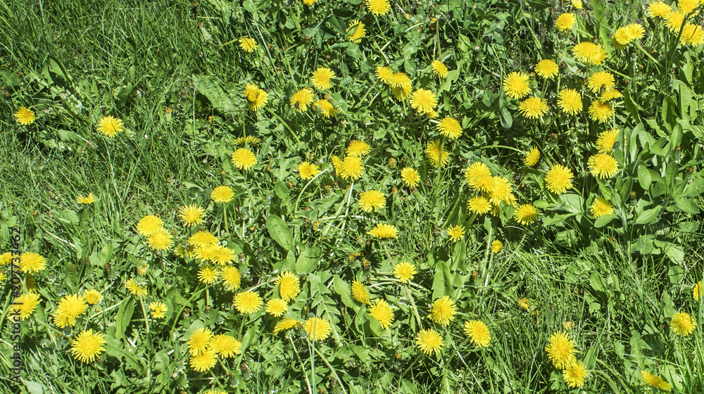 Yellow flowers on a green lawn