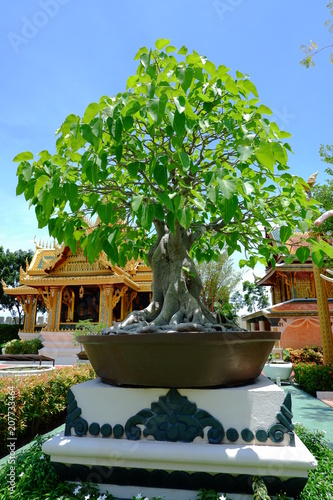  Tree in the temple