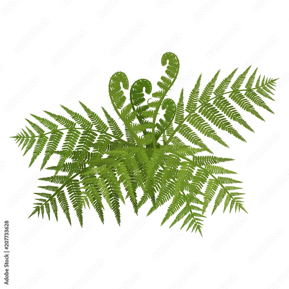 Bush of green wide open leaves of fern vector illustration - obrazy, fototapety, plakaty 
