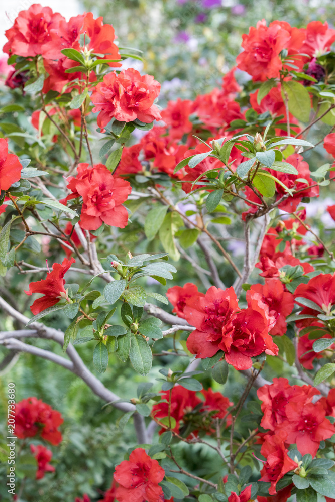 Naklejka premium A chic blooming camellia bush in the spring garden. Bright, red azaleas flowers among the green leaves. Big red azalea bush in the garden. Season of flowering azaleas.
