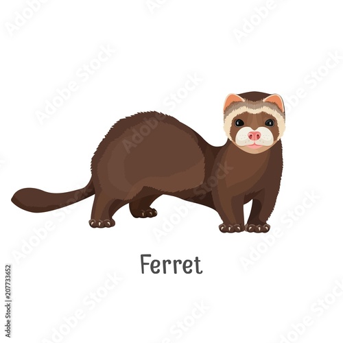 Ferret domesticated form of European polecat vector