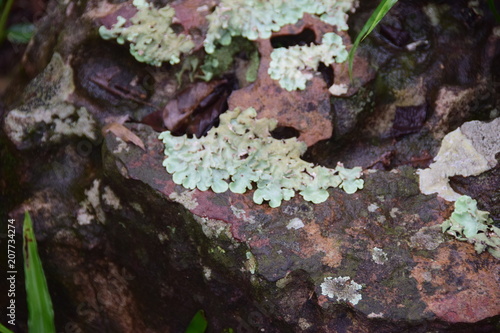 Lichens on rock 