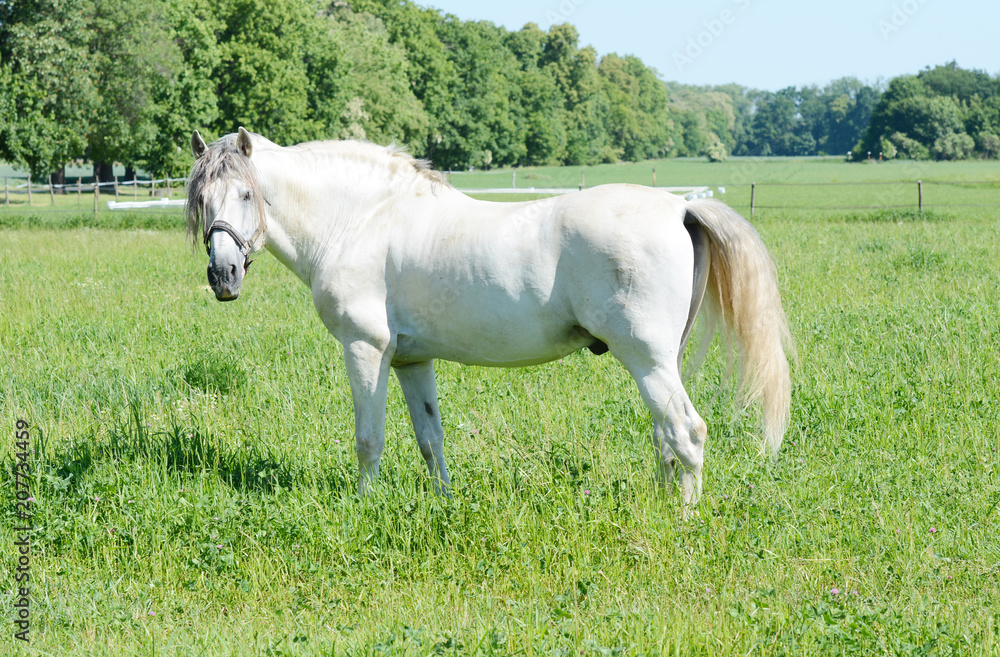 Beautiful young and strong white stallion in the field. Beautiful young and strong white stallion in the field.