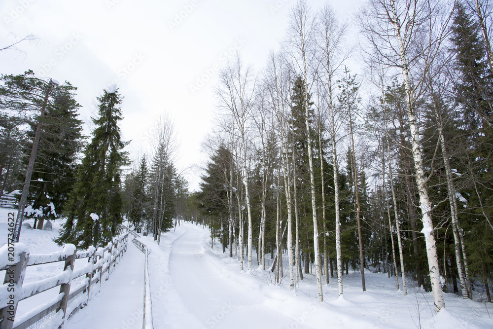 雪景色 フィンランド ロバニエミ 雪景色 フィンランド ロバニエミ