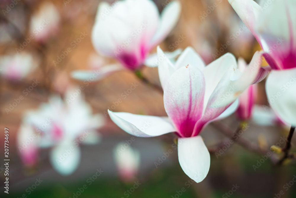 Magnolia flowers blossomed in the garden. The beginning of spring. Nature and plants. Botany Magnolia flowers blossomed in the garden. The beginning of spring. Nature and plants. Botany