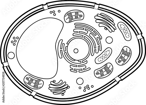 Coloring page. Plant cell structure