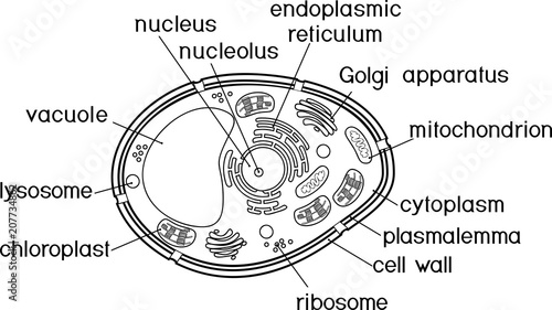Coloring page. Plant cell structure with titles