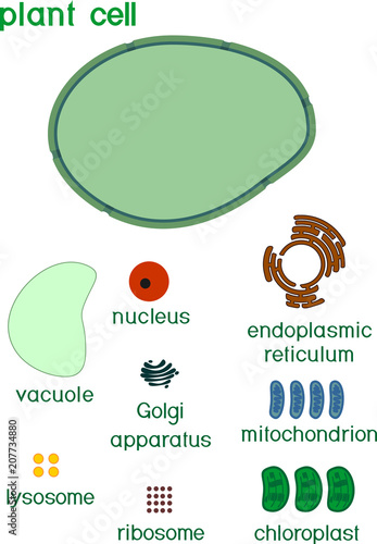 Educational game: assembling cells from ready-made components in form of stickers. Plant cell structure with titles