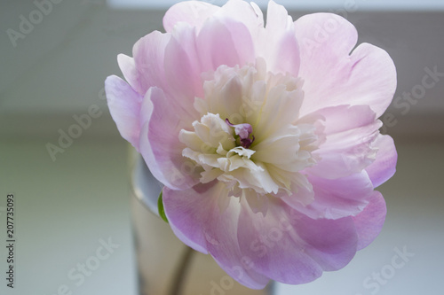 Beautiful peony flower in a glass vase