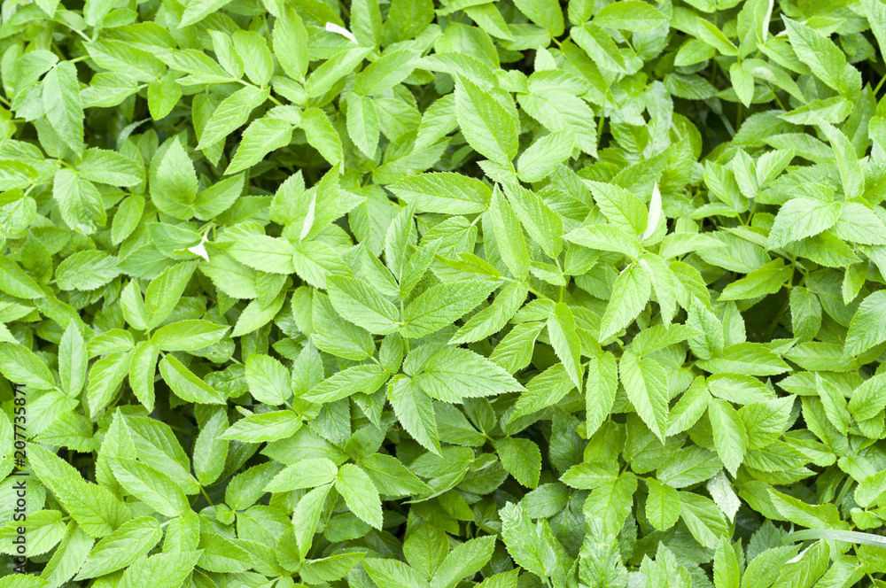 green spring leaves background. natural pattern green spring leaves background. natural pattern