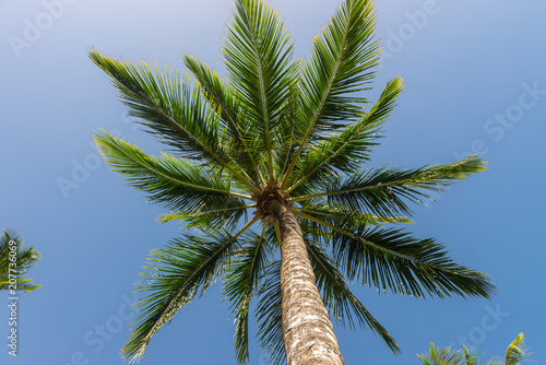 Abstract shot of  natural coconut palm trees