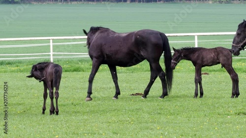 Black kladrubian horse, mare with foal photo