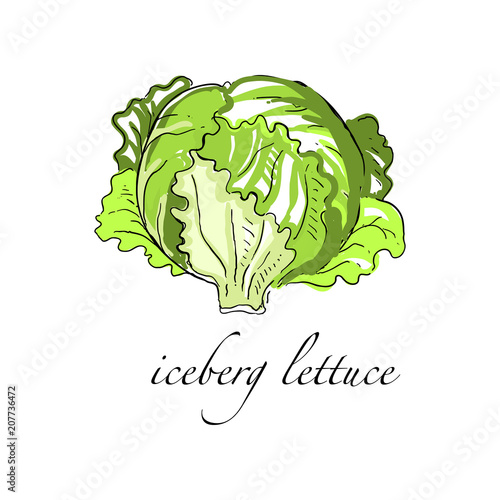 Iceberg lettuce fresh culinary plant, green seasoning cooking herb for soup, salad, meat and other dishes hand drawn vector Illustrations on a white background