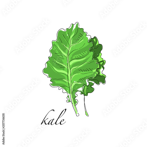 Kale fresh culinary plant, green seasoning cooking herb for soup, salad, meat and other dishes hand drawn vector Illustrations on a white background