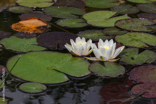 Leaves of the water lily swim in the pond   water lilies