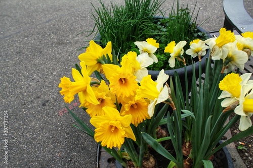 Closeup of a bunch of yellow daffodils on an empty pavement with green leaves and stems