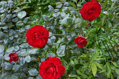 Rose bush with three beautiful red roses. Close up.