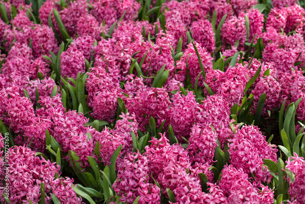 Pink hyacinths flowers blooming in a garden Pink hyacinths flowers blooming in a garden