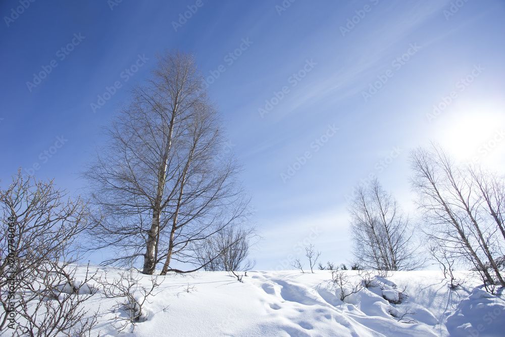 雪景色と青空　フィンランド　ロバニエミ