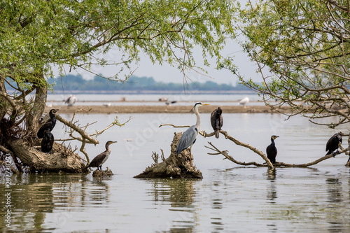 Fototapeta Naklejka Na Ścianę i Meble -  Grey heron bird, Latin Ardea cinerea, stands on dead tree amongst several cormorants in the waters of lake Kerkini, Northern Greece under the shadows of willow tree