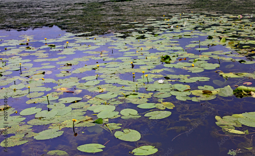 leaves of water lilies in the Fimon Lake in Arcugnano Town near leaves of water lilies in the Fimon Lake in Arcugnano Town near