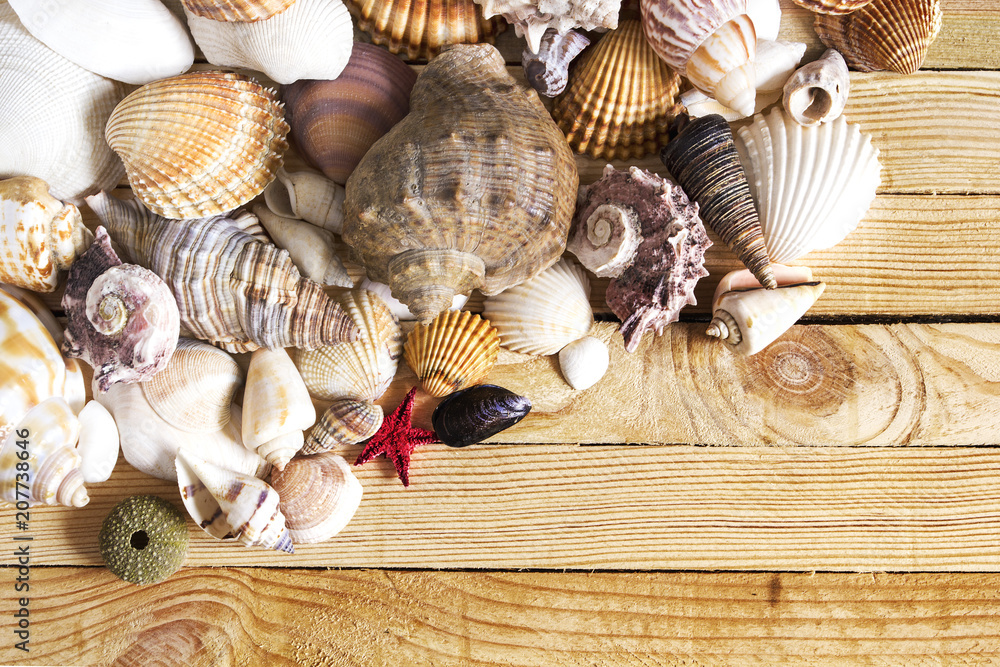 Seashells on wooden table. Summer background.