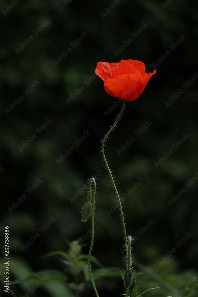 Fototapeta premium pojedynczy jasny czerwony kwiat maku, Papaver rhoeas, na ciemnozielonym tle