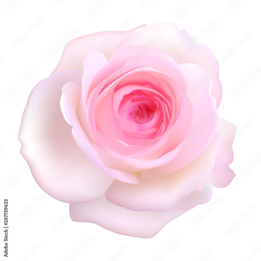 Fototapeta premium Rose flower. Floral background. Flower. Flower pattern. Petals. Pink. Isolated. Vector illustration.