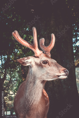 Sika deer in Nara Park forest, Japan