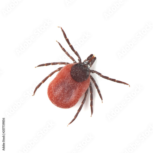 Male of tick isolated on white
