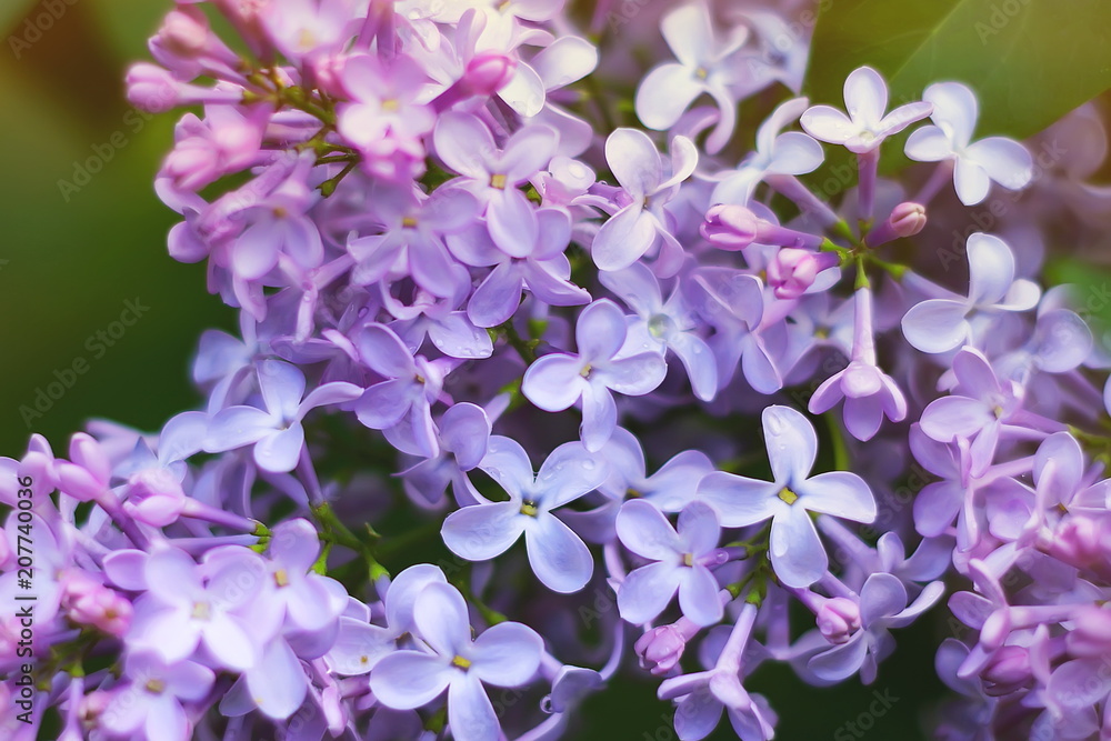 a blossoming bush of lilac. natural background a blossoming bush of lilac. natural background