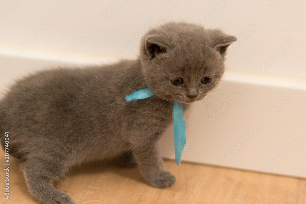 Gato British Shorthair Azul Bebe Stock Photo Adobe Stock