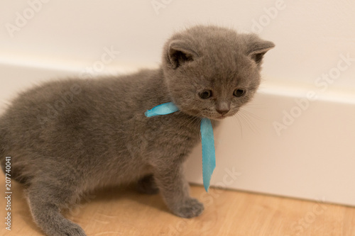 Gato British Shorthair Azul Bebe Stock Photo Adobe Stock Gato British Shorthair Azul Bebe Stock Photo Adobe Stock