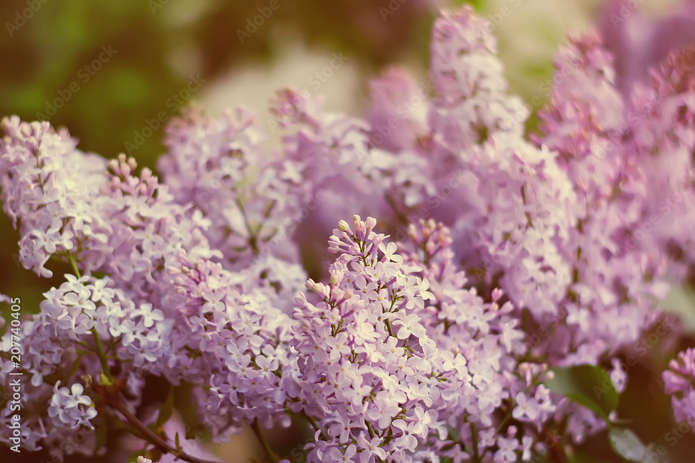 a blossoming bush of lilac. natural background