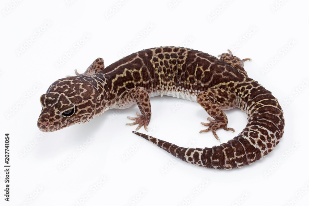 Naklejka premium Leopard gecko, Eublepharidae sp, Eublepharidae