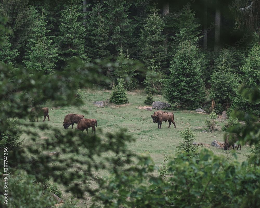 Buffalo at Bayerischer Wald National Park Buffalo at Bayerischer Wald National Park