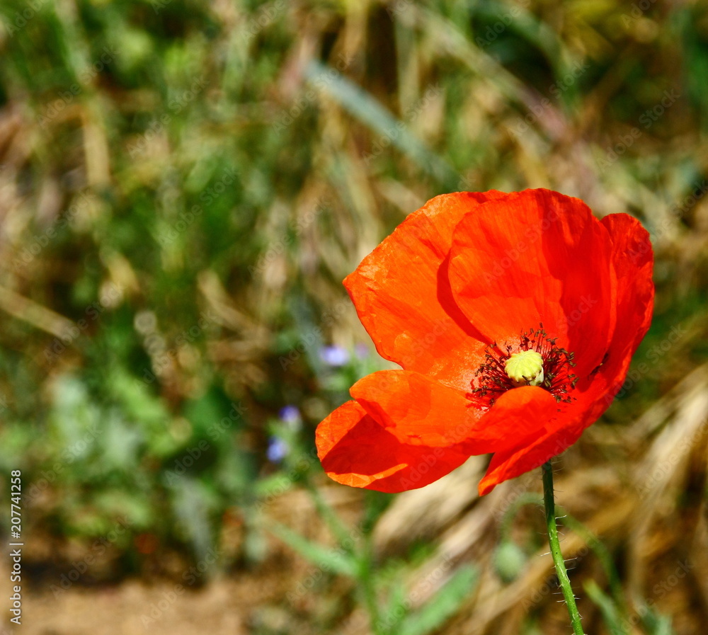 coquelicot, fleur sauvage isolé en gros plan