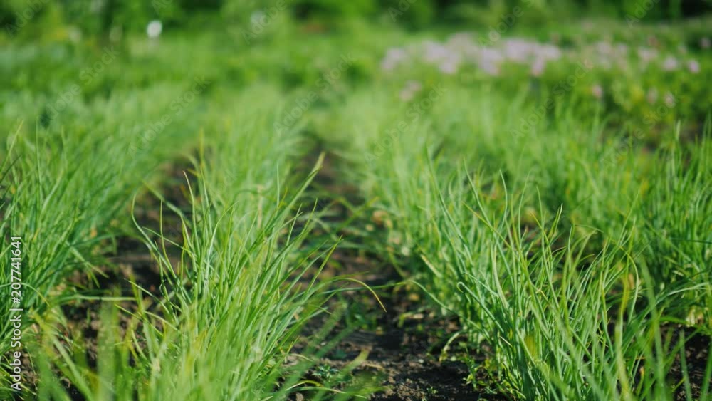 Even rows of green onions, in the background potato bushes bloom. Well-groomed farmer's garden Even rows of green onions, in the background potato bushes bloom. Well-groomed farmer's garden