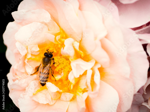 Close-up of a bee on a flower