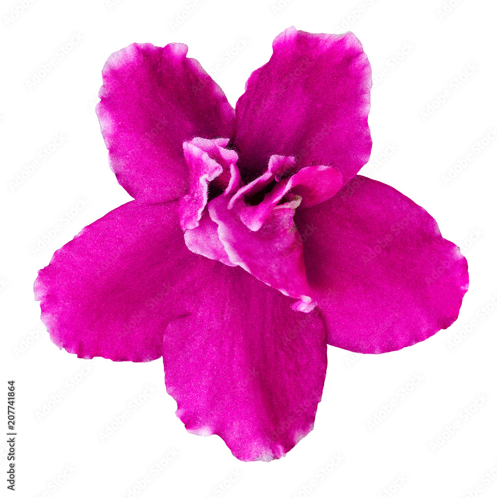 Obraz premium Flower pink Viola isolated on white background. Close-up. Macro. Element of design.