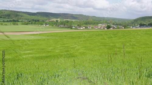 Field of green wheat waves moved by wind, nature background, 4k