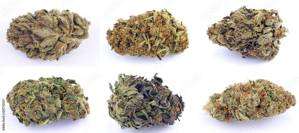 Cannabis e marijuana con alto cbd e basso thc - fiore - droga leggera da  fumare - sostanze legali e illegali - erba curativa - ganja Stock Photo