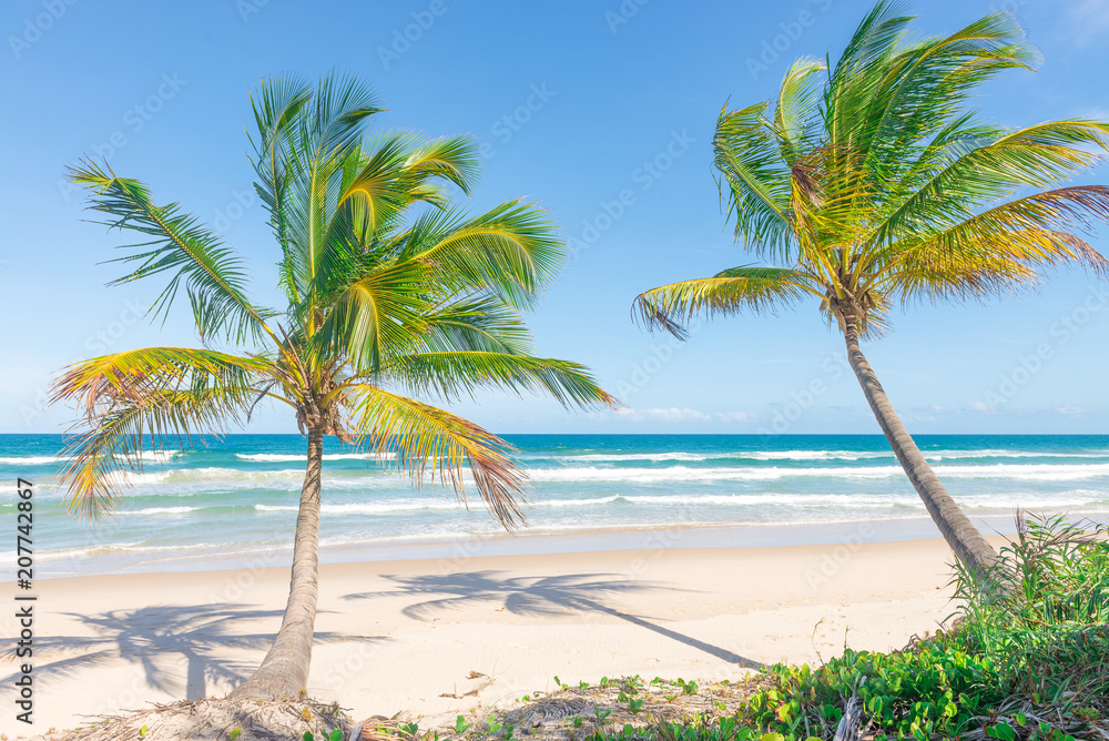 Fototapeta premium impressive paradise beach at the Itacare Bahia Brazil